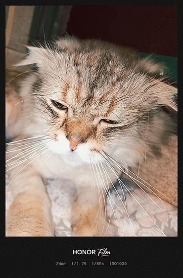 Кошки: Британская, Самец, В добрые руки, Бесплатная доставка — 5