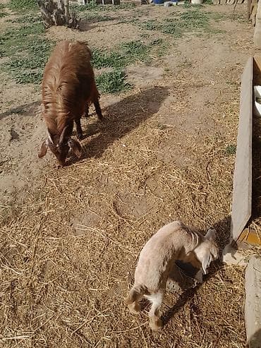 Dişi, il: 1, 40 kq, Ətlik, Südlük, Ünvandan götürmə — 4