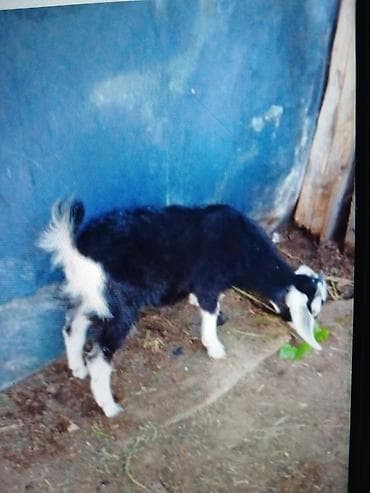 golden goat: Salam tam sağlam disi çepiş satilir üçemdiler ikisi satilib anasi — 4