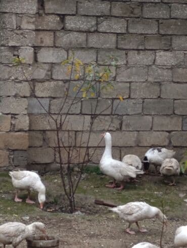 kənd cucələri: Qazlar – həyət üçün - Şəkillərdəki ağ rəngli yerli qazlar - Qrup — 3