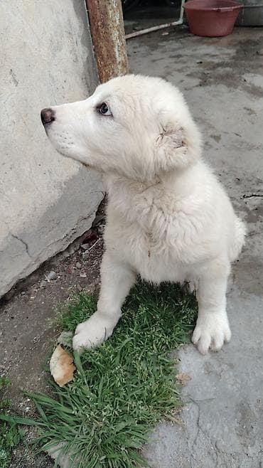 xaski ag: Ağ tüklü bala it – iri cins. - Qalın, sıx və yumşaq ağ kürk - Tünd — 3