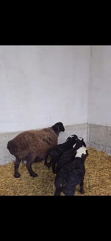 cins atlar: Uc balali qoyun ikinci dafa dogub balalardan biri erkək ikisi disidi — 4
