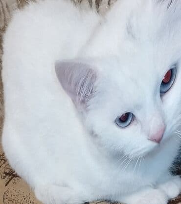 maraqli pişik adları: Dişi, Yaxşı əllərə, Ünvandan götürmə — 5