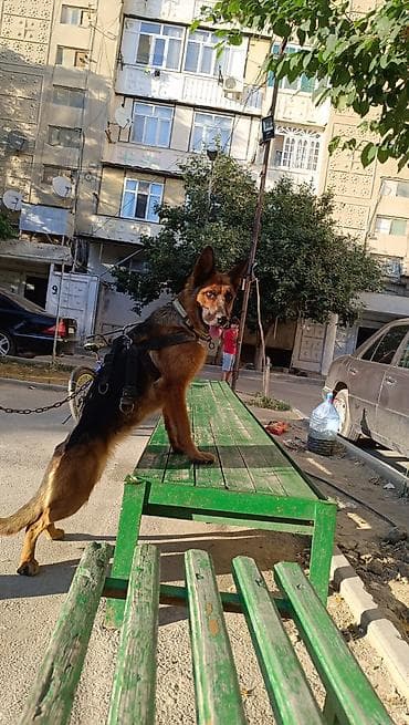 basenc itləri: Alman çoban iti, 9 ay, Dişi, Ünvandan götürmə — 1