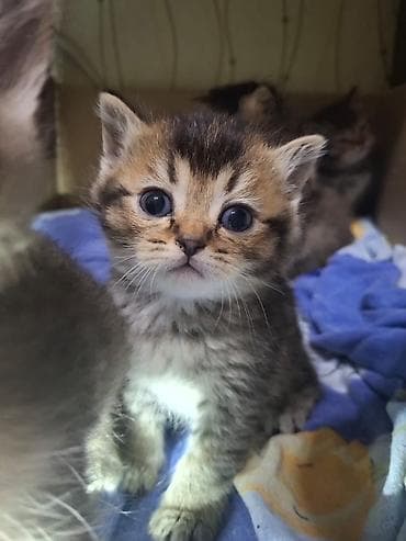 bala keçi: Şinşilla — 6