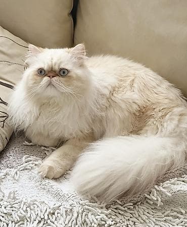 Gəmiricilər: Fars, Erkək, Cütləşmə üçün — 4