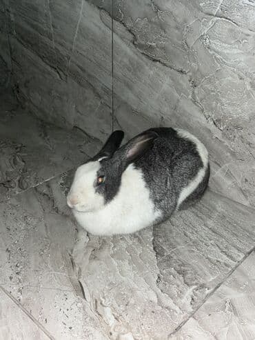 Ev dovşanı – boz-ağ rəngdə, qısa tük örtüklü. Uzun qulaqlar, kompakt