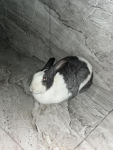 Индюшки: Ev dovşanı – boz-ağ rəngdə, qısa tük örtüklü. Uzun qulaqlar, kompakt — 1