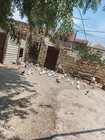 cex quslar: Satılır 50 yaxındır ünvan Hökməli — 3