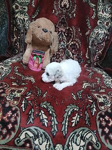 Pişiklər: Pudel, 1 ay, Dişi — 7