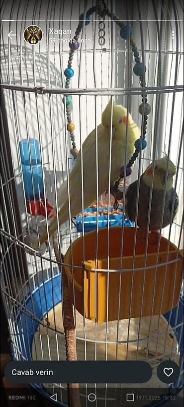 Bülbüllər: Gorduyunuz hamsi usdunde verilir — 3