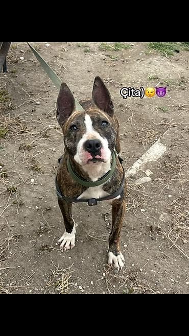 Pitbul, 11 ay, Dişi, Ödənişli çatdırılma lalafo.az -da Pitbul, 11 ay, Dişi, Ödənişli çatdırılma