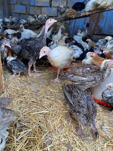 kənd colpası satışı: Satılır durçinka,serbilis,hündüşka — 3