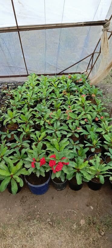 bitki satışı: Satışda dekorativ saksı bitkiləri – bağ və interyer üçün. - Euphorbia — 2