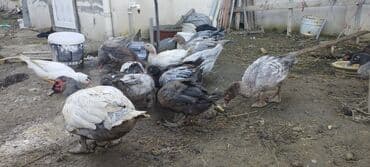 mandarinka ördəyi: Həm kəsilməli həm də damazlıq original təmiz cins lal ördəklər — 1