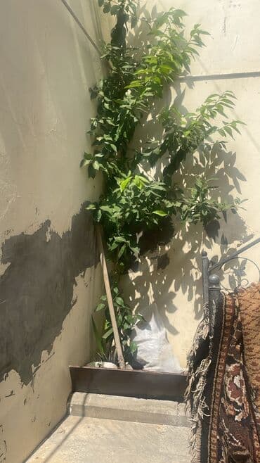 sərv ağacı: Limon agaci — 1