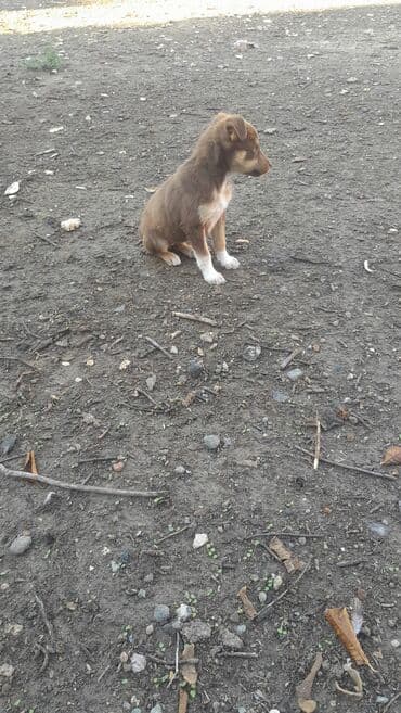 golden retriever balası satılır: 6 ay, Erkek, Ünvandan götürmə — 4