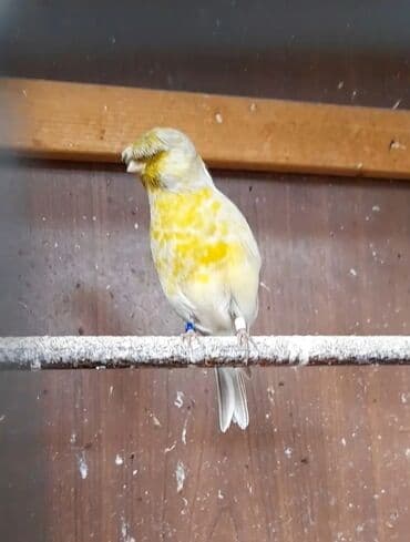 большая клетка для попугая: Satılır: Qloster Bülbül sortu. - Növ: xəzəl başlı (toppuz başlı) — 2