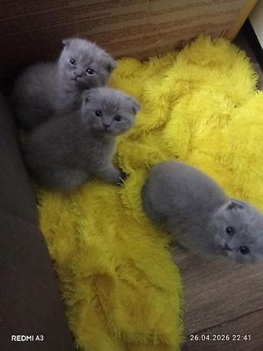 pişim: Şotland yastı qulaq, Pulsuz çatdırılma — 3