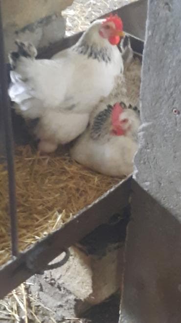 toyuğu: Toyuq, Damazlıq — 5