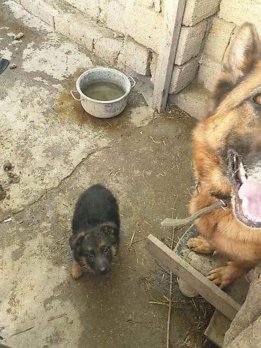 kanqal iti: Alman çoban iti, 1 ay, Dişi — 5