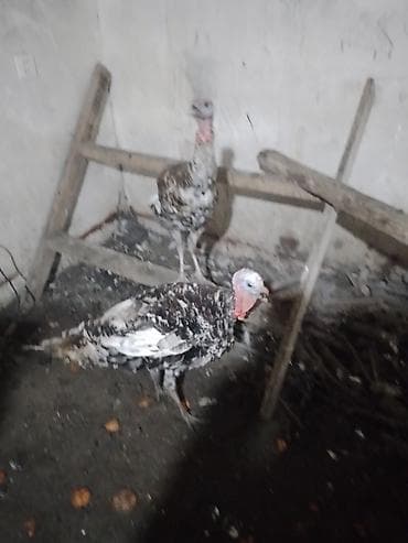 erkey pisik adlari: Erkək, Damazlıq — 3