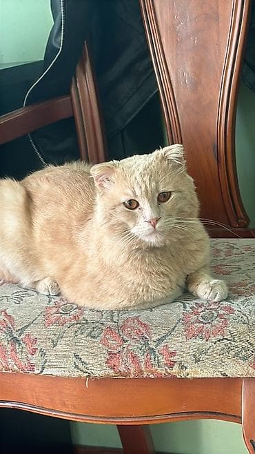 pişik şampunu: Şotland, Erkək, Yaxşı əllərə — 3