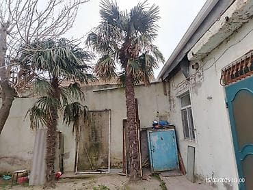 Trachycarpus fortunei (yapon xurma/palmiye) ağacları - Növ: Soyuğa