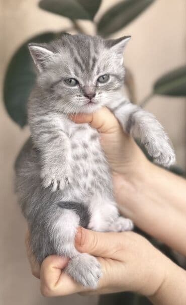 pişik ucuz: Şotland — 6