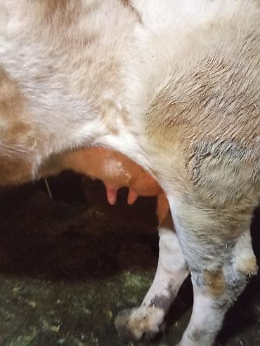 keçi satışı: İnek satılır bir qarın dogmuş duye balası ile — 1