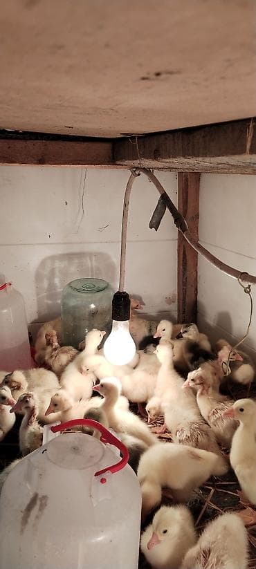 cucə gəncə: Balaca qaz cücəleri və ördək balasi - Cins: qaz (sarı-ağ lələklər — 3