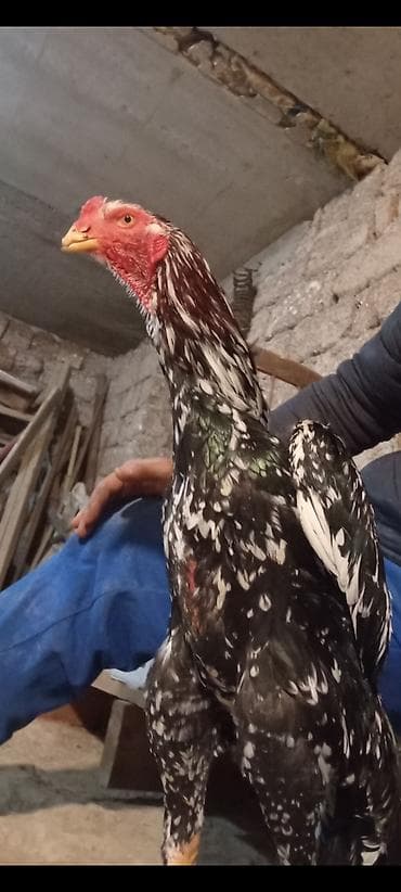 Satılır: rəngarəng naxışlı döyüş xoruzu - Cins/type: Uzunboylu — 6