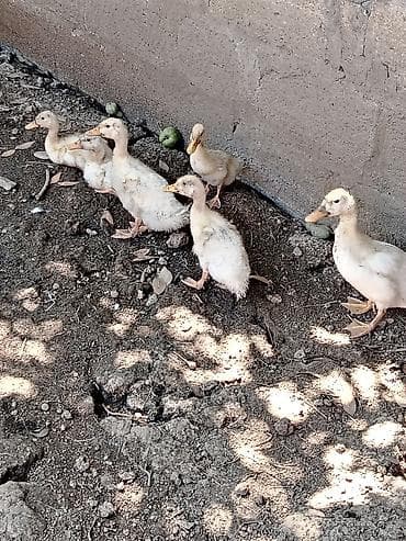 qaz ördək satışı: Satılır: ağ rəngli ördək balaları (təxminən 6 baş) - Cins: yerli ağ — 5