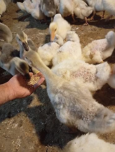 Quşlar: Linda Qaz balaları – yemlə ve otla bəslənmiş, aktiv və çevik sürü — 5