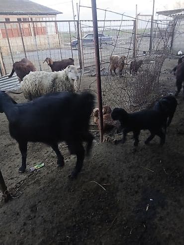 ingilis setteri itinin digər adı: 21 baş hələp keçisi 23 çəpiş kom satılır — 9