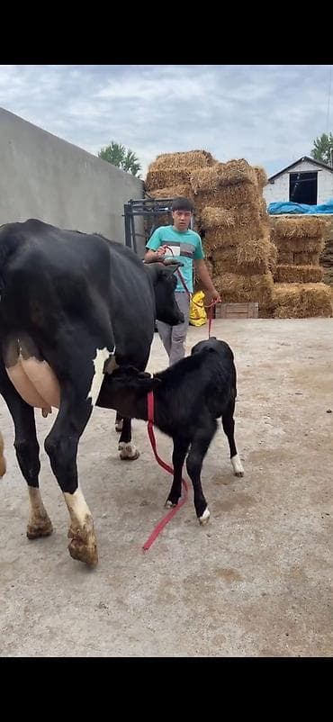 simental inekleri: Südlük inək buzovu ilə birlikdə - Cins: qara-ağ (Holşteyn tipli — 9