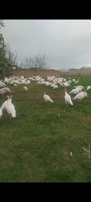 toyuq ucuz qiymete: Təmiz qan Ağ Kanada hindüşqa cücələri.Erkəklər 15-20kilo,Dişi — 5