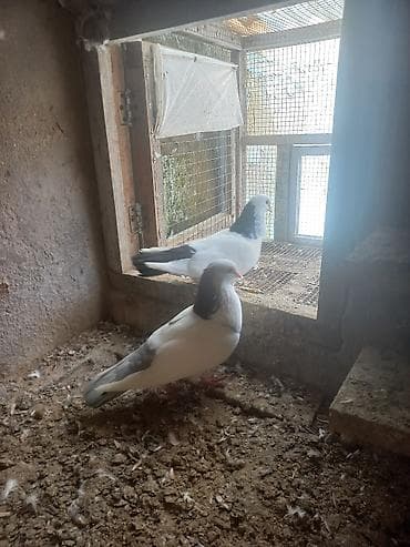 qu quşu: 3 ədəd göyərçin. Ünvan Sabunçu. Dişi qara boynugüllü — 9