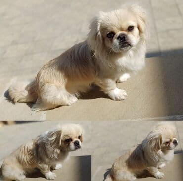 it şəkilləri: Пекинес — 1