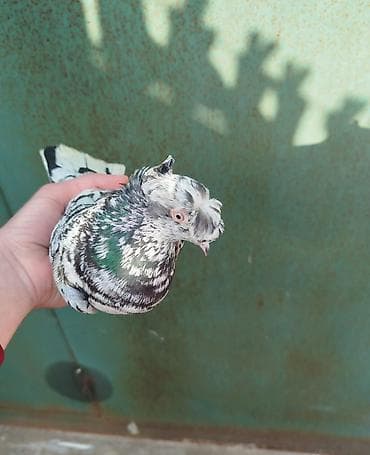 Məhsul: Bəzəkli poçt/oyun göyərçini Təsvir: - Nadir rəng çaları