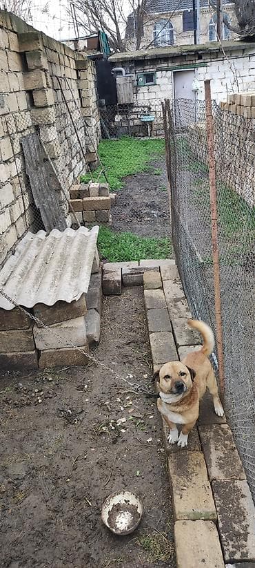 Quşlar: 2 il, Erkek — 3