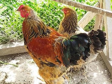 quslar type 1: Salam cavan 8 aylig temiz cins Brahma Gold cutu satilir xoruz yaxsi — 2