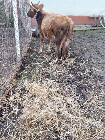 Inəklər, öküzlər: Hevan disdi superi bordağa damazdiqa yaraldi ciddi şexsler zeng vursun — 3
