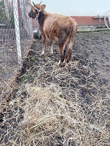 qoyun mal: 2 sdei dişdi hevanar cütü satlır 1400 deyilir riyalı alcıyla edrim — 2