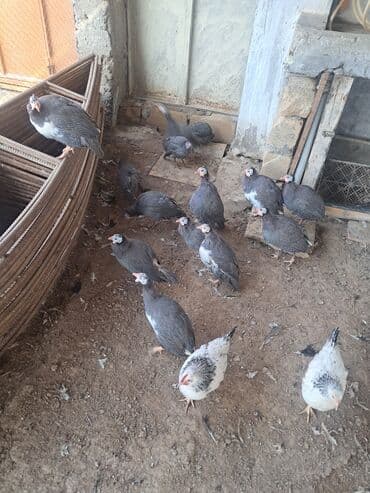 Inəklər, öküzlər: 15 ədəd firəng quşu 120 azn — 1