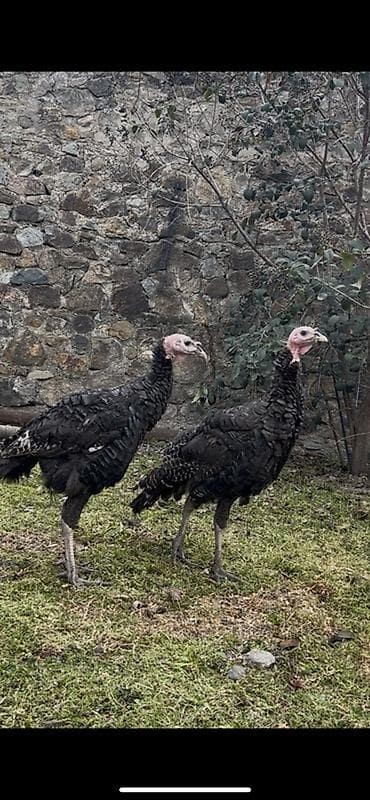 Məhsul: Hind quşlar Amerikan bronz (150ədəd) Təsvir: - Şəkildəki kimi