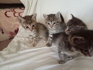 pişik balası satışı: Tabbi — 2