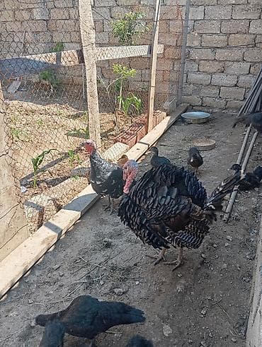 dovsan sekli: Erkək, Damazlıq — 4