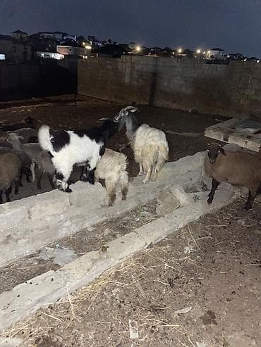 Mal-qara: 13 baş keçi çepiş 1 baş Teke Cemi 14 baş heyvandi — 2