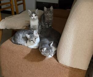 котенок в добрые руки: Dişi, Yaxşı əllərə — 15